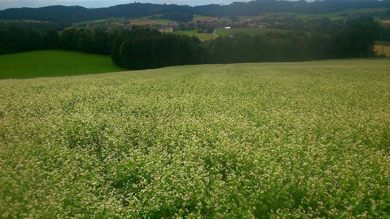 Grünland und Acker gesucht